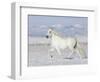 Grey Andalusian Stallion Trotting in Snow, Longmont, Colorado, USA-Carol Walker-Framed Premium Photographic Print