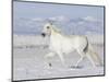 Grey Andalusian Stallion Trotting in Snow, Longmont, Colorado, USA-Carol Walker-Mounted Premium Photographic Print