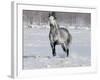 Grey Andalusian Stallion Trotting in Snow, Longmont, Colorado, USA-Carol Walker-Framed Photographic Print