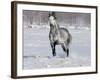 Grey Andalusian Stallion Trotting in Snow, Longmont, Colorado, USA-Carol Walker-Framed Photographic Print