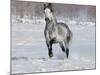 Grey Andalusian Stallion Trotting in Snow, Longmont, Colorado, USA-Carol Walker-Mounted Photographic Print