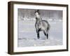 Grey Andalusian Stallion Trotting in Snow, Longmont, Colorado, USA-Carol Walker-Framed Photographic Print