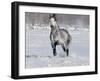 Grey Andalusian Stallion Trotting in Snow, Longmont, Colorado, USA-Carol Walker-Framed Photographic Print