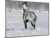 Grey Andalusian Stallion Trotting in Snow, Longmont, Colorado, USA-Carol Walker-Mounted Photographic Print