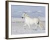 Grey Andalusian Stallion Trotting in Snow, Longmont, Colorado, USA-Carol Walker-Framed Photographic Print