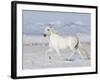 Grey Andalusian Stallion Trotting in Snow, Longmont, Colorado, USA-Carol Walker-Framed Photographic Print