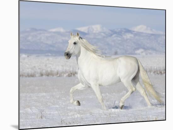 Grey Andalusian Stallion Trotting in Snow, Longmont, Colorado, USA-Carol Walker-Mounted Photographic Print