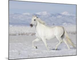 Grey Andalusian Stallion Trotting in Snow, Longmont, Colorado, USA-Carol Walker-Mounted Photographic Print