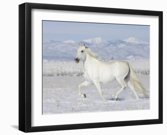 Grey Andalusian Stallion Trotting in Snow, Longmont, Colorado, USA-Carol Walker-Framed Photographic Print