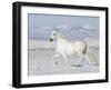 Grey Andalusian Stallion Trotting in Snow, Longmont, Colorado, USA-Carol Walker-Framed Photographic Print