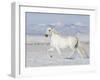 Grey Andalusian Stallion Trotting in Snow, Longmont, Colorado, USA-Carol Walker-Framed Photographic Print