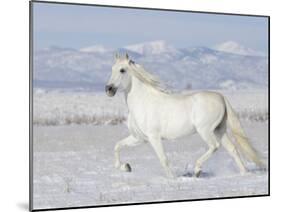 Grey Andalusian Stallion Trotting in Snow, Longmont, Colorado, USA-Carol Walker-Mounted Photographic Print