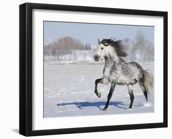 Grey Andalusian Stallion Trotting in Snow, Longmont, Colorado, USA-Carol Walker-Framed Photographic Print