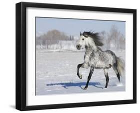 Grey Andalusian Stallion Trotting in Snow, Longmont, Colorado, USA-Carol Walker-Framed Photographic Print