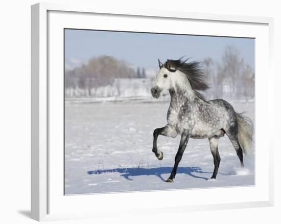 Grey Andalusian Stallion Trotting in Snow, Longmont, Colorado, USA-Carol Walker-Framed Photographic Print