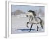 Grey Andalusian Stallion Trotting in Snow, Longmont, Colorado, USA-Carol Walker-Framed Photographic Print