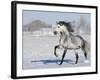 Grey Andalusian Stallion Trotting in Snow, Longmont, Colorado, USA-Carol Walker-Framed Photographic Print