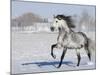 Grey Andalusian Stallion Trotting in Snow, Longmont, Colorado, USA-Carol Walker-Mounted Photographic Print