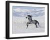 Grey Andalusian Stallion Trotting in Snow, Longmont, Colorado, USA-Carol Walker-Framed Photographic Print