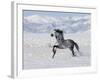 Grey Andalusian Stallion Trotting in Snow, Longmont, Colorado, USA-Carol Walker-Framed Photographic Print