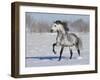 Grey Andalusian Stallion Trotting in Snow, Longmont, Colorado, USA-Carol Walker-Framed Photographic Print