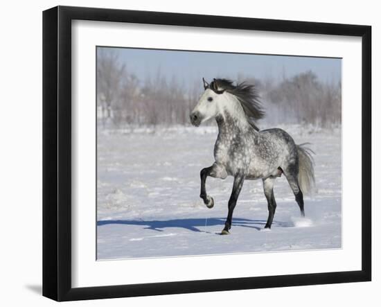 Grey Andalusian Stallion Trotting in Snow, Longmont, Colorado, USA-Carol Walker-Framed Photographic Print