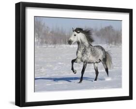 Grey Andalusian Stallion Trotting in Snow, Longmont, Colorado, USA-Carol Walker-Framed Photographic Print