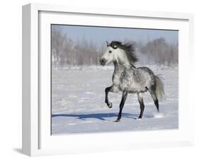 Grey Andalusian Stallion Trotting in Snow, Longmont, Colorado, USA-Carol Walker-Framed Photographic Print