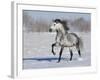 Grey Andalusian Stallion Trotting in Snow, Longmont, Colorado, USA-Carol Walker-Framed Photographic Print