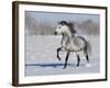 Grey Andalusian Stallion Trotting in Snow, Longmont, Colorado, USA-Carol Walker-Framed Photographic Print