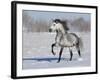 Grey Andalusian Stallion Trotting in Snow, Longmont, Colorado, USA-Carol Walker-Framed Photographic Print