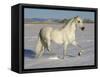 Grey Andalusian Stallion Trotting Through Snow, Colorado, USA-Carol Walker-Framed Stretched Canvas