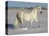 Grey Andalusian Stallion Trotting Through Snow, Colorado, USA-Carol Walker-Stretched Canvas