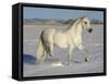 Grey Andalusian Stallion Trotting Through Snow, Colorado, USA-Carol Walker-Framed Stretched Canvas