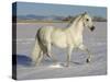 Grey Andalusian Stallion Trotting Through Snow, Colorado, USA-Carol Walker-Stretched Canvas