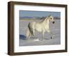 Grey Andalusian Stallion Trotting Through Snow, Colorado, USA-Carol Walker-Framed Premium Photographic Print