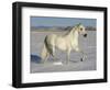 Grey Andalusian Stallion Trotting Through Snow, Colorado, USA-Carol Walker-Framed Premium Photographic Print