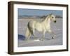 Grey Andalusian Stallion Trotting Through Snow, Colorado, USA-Carol Walker-Framed Photographic Print