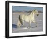 Grey Andalusian Stallion Trotting Through Snow, Colorado, USA-Carol Walker-Framed Photographic Print