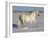 Grey Andalusian Stallion Trotting Through Snow, Colorado, USA-Carol Walker-Framed Photographic Print