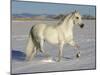 Grey Andalusian Stallion Trotting Through Snow, Colorado, USA-Carol Walker-Mounted Photographic Print