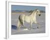 Grey Andalusian Stallion Trotting Through Snow, Colorado, USA-Carol Walker-Framed Photographic Print