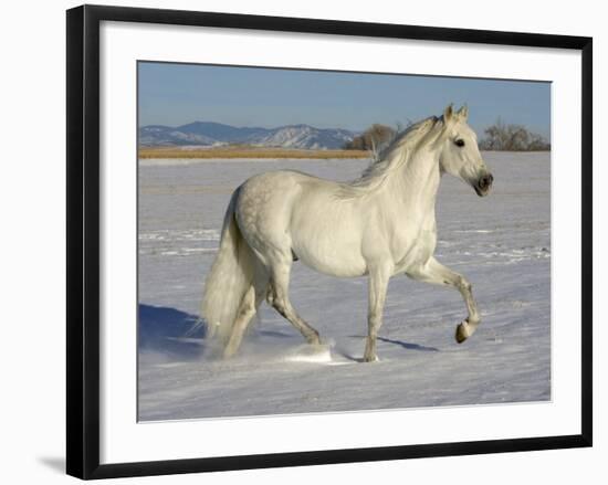 Grey Andalusian Stallion Trotting Through Snow, Colorado, USA-Carol Walker-Framed Photographic Print