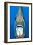Grey angelfish, Cayman Islands, Caribbean Sea-Alex Mustard-Framed Photographic Print