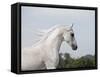 Grey Arab Stallion, Ojai, California, USA-Carol Walker-Framed Stretched Canvas