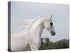 Grey Arab Stallion, Ojai, California, USA-Carol Walker-Stretched Canvas