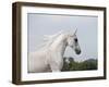 Grey Arab Stallion, Ojai, California, USA-Carol Walker-Framed Photographic Print