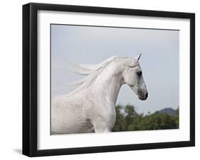 Grey Arab Stallion, Ojai, California, USA-Carol Walker-Framed Photographic Print