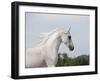 Grey Arab Stallion, Ojai, California, USA-Carol Walker-Framed Photographic Print