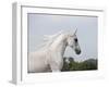 Grey Arab Stallion, Ojai, California, USA-Carol Walker-Framed Photographic Print